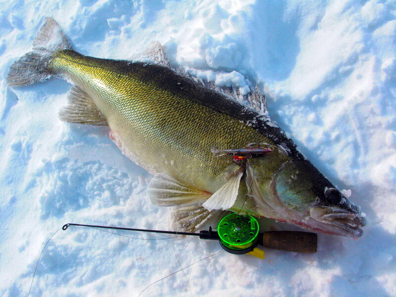 Мои способы ловли судака зимой