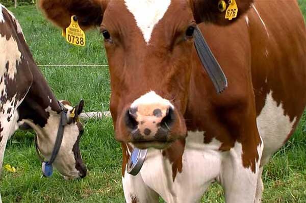 Молочная айрширская порода коров славится постоянством и количеством удоев. Животные активны, при отсутствии внимания проявляют характер.