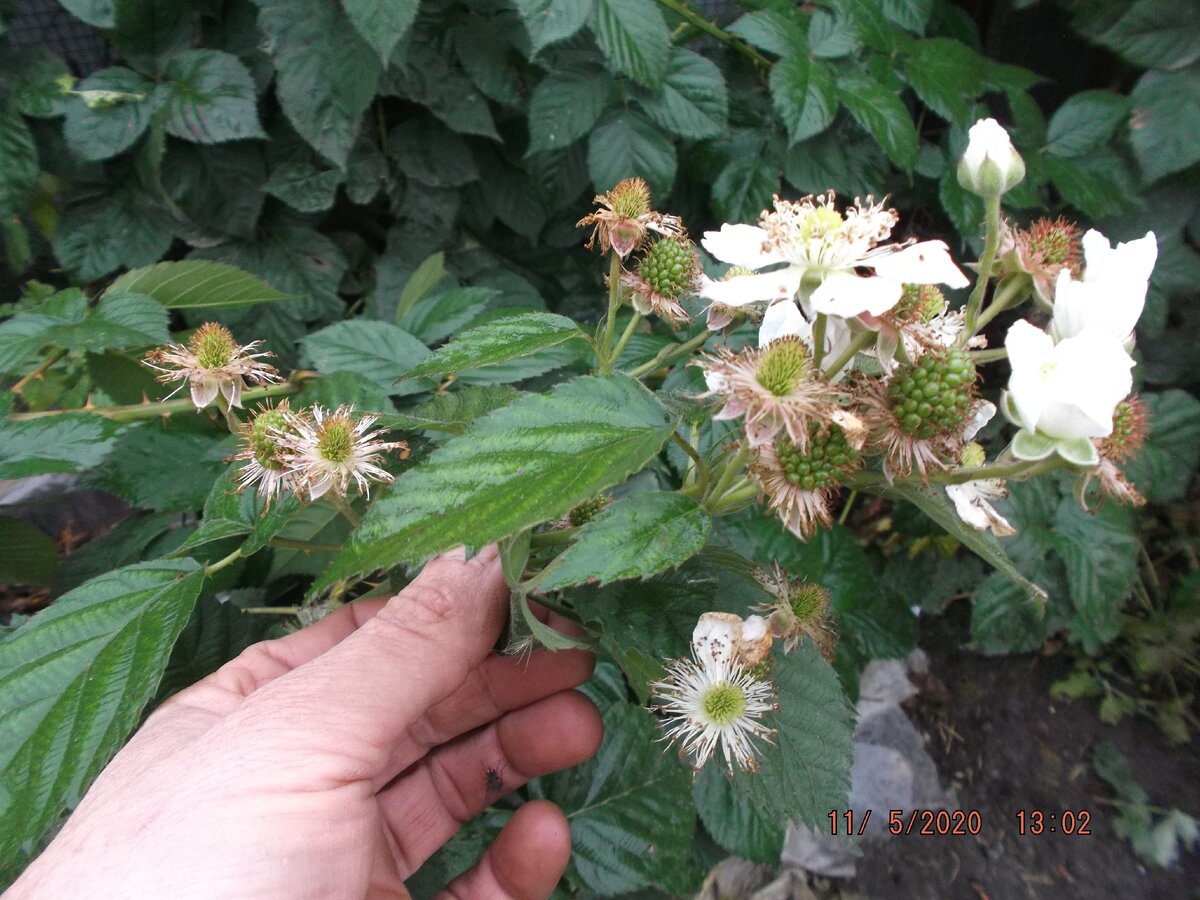 Кусты ремонтантной ежевики продолжают цвести в ноябре