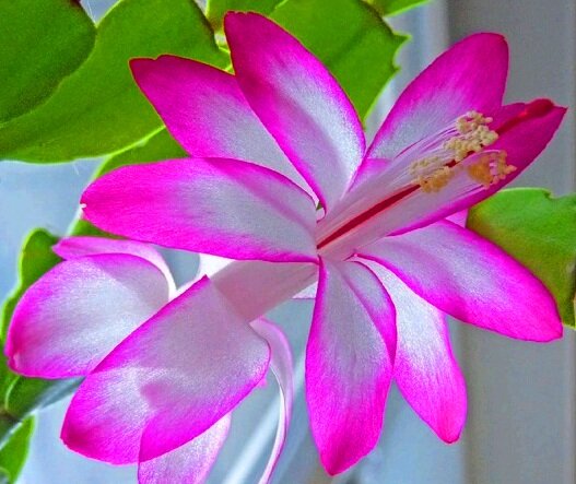 Красивый цветок декабриста. Фото взято из сети.