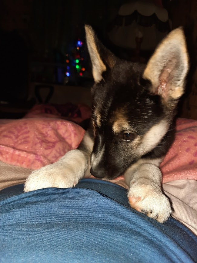 У Леды над глазами начали пробиваться белые волосы, интересно так.