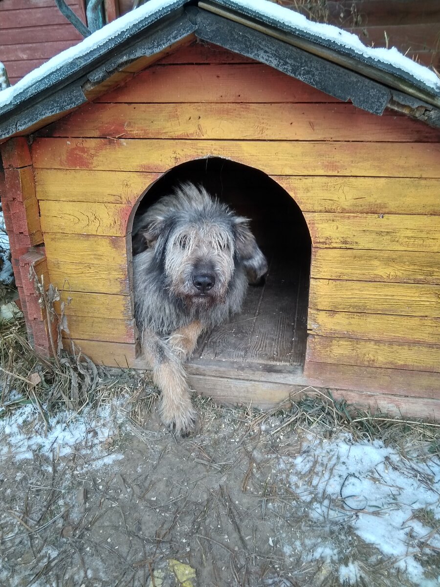 мой пёс Тоша .