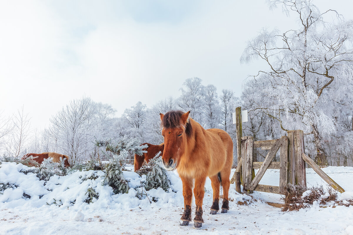 Фото: shutterstock.com