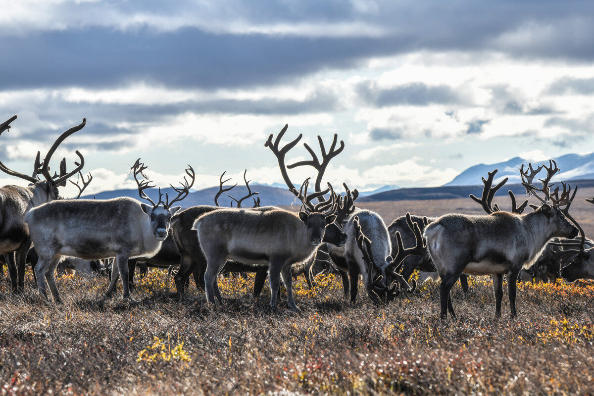 Олег Зотов, Ида Ручина