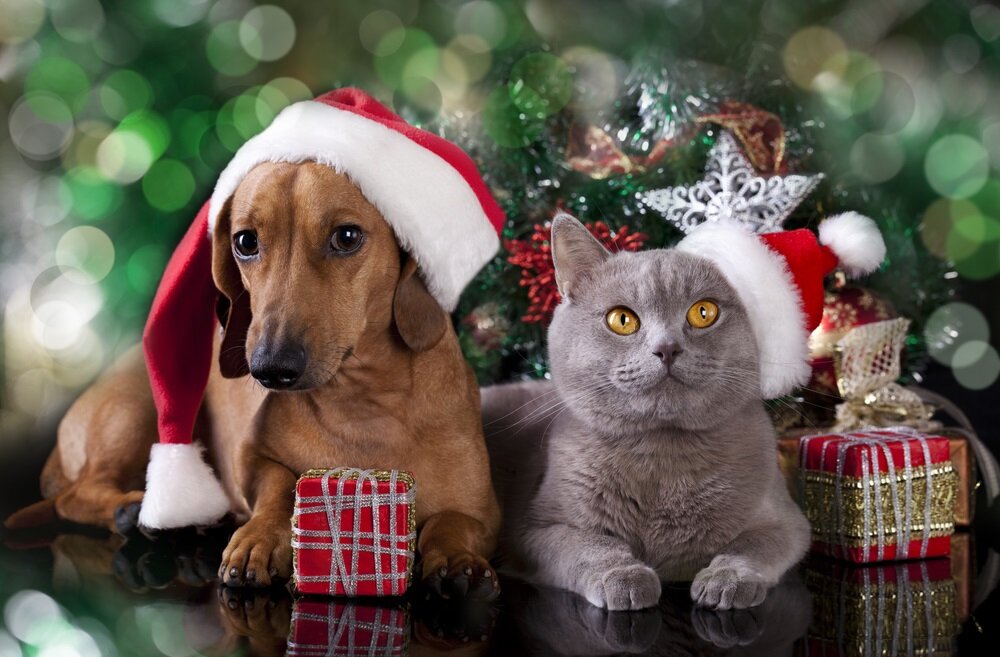 Источник: donvet.ru