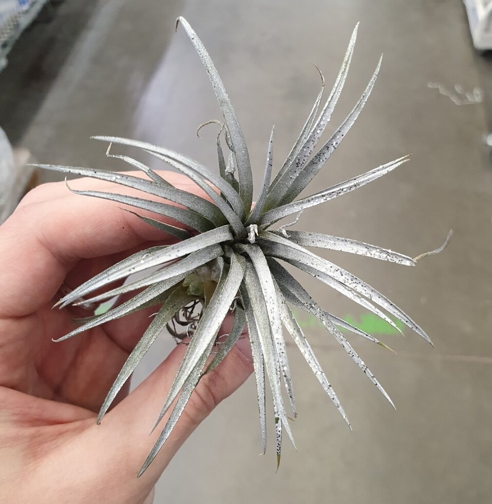 Крашеные тилландсии - неужели это красиво?