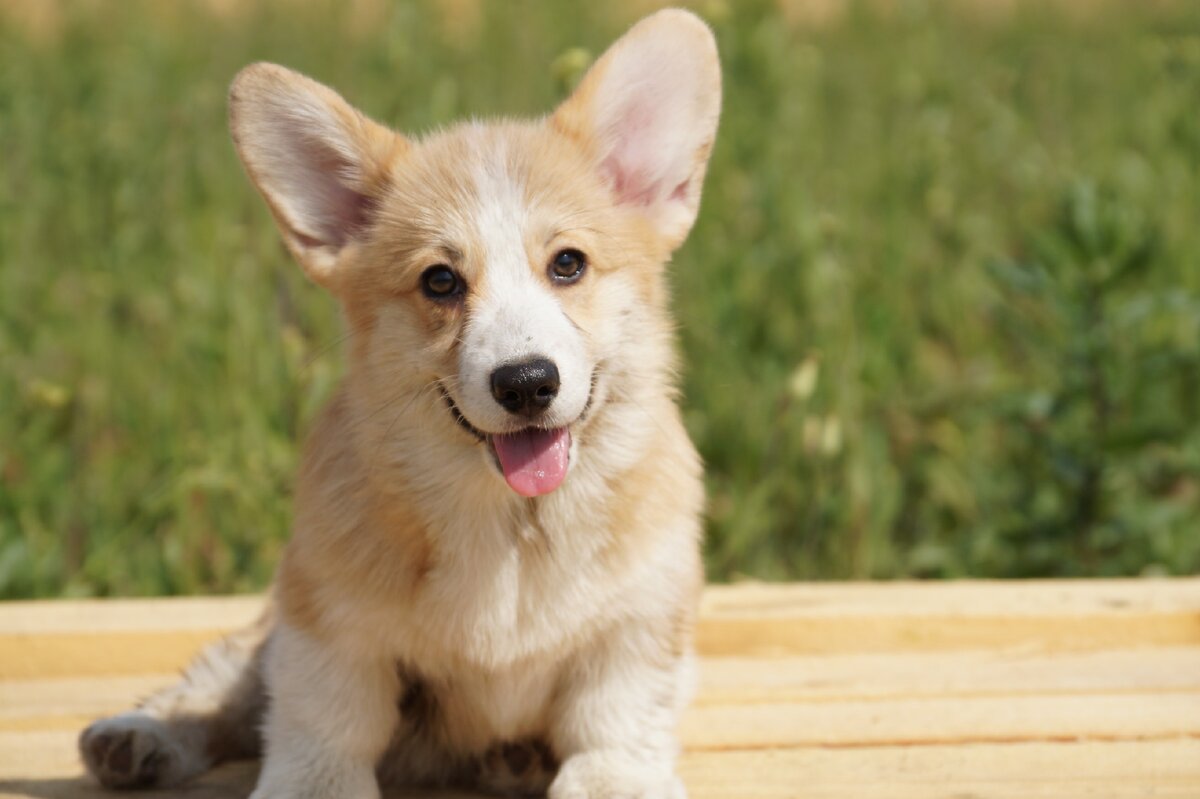 Вельш Корги Пемброк 