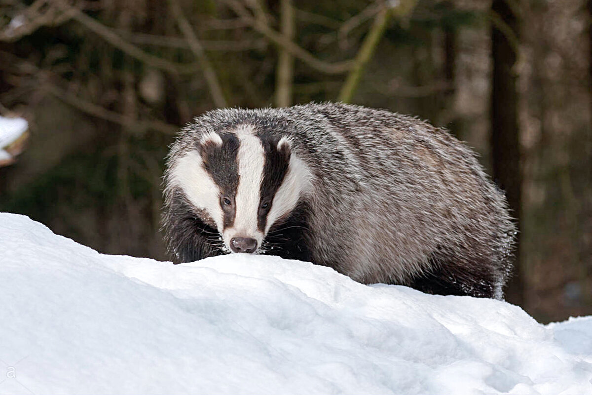 Барсук в германии. Барсук 6. Barsukas. Амурский барсук. Барсук 6.