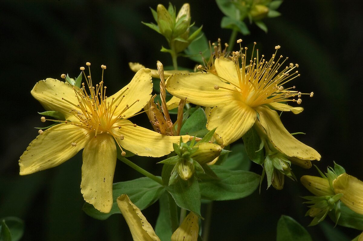 Зверобой продырявленный (Hypericum perforatum)