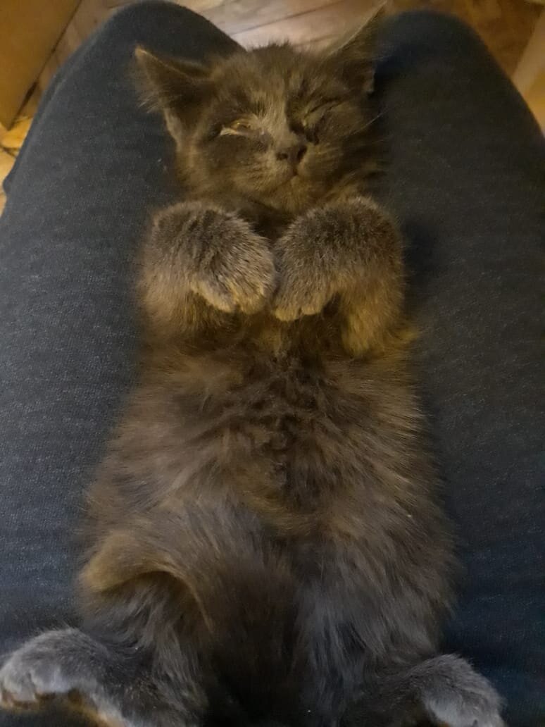 Котенок Дымок, около 2 мес.
