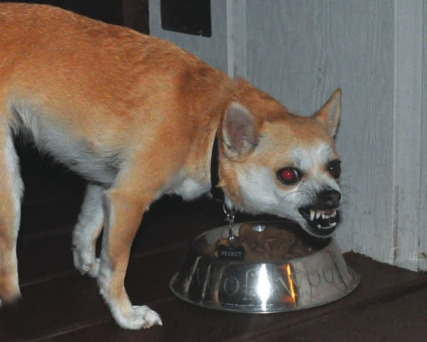 Агрессия какая-то, и зубы скрипят. 