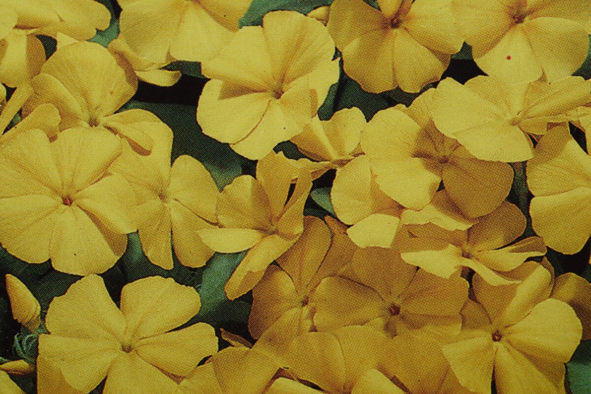 Флокс друммонда красотка в желтом фото