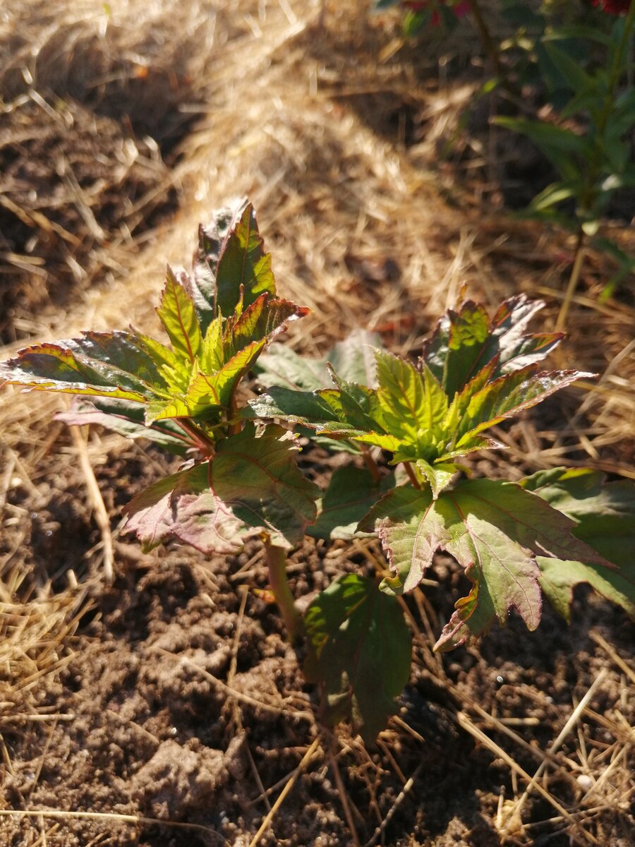 начало прошлого сезона, гибискус на новом, солнечном месте - фото автора