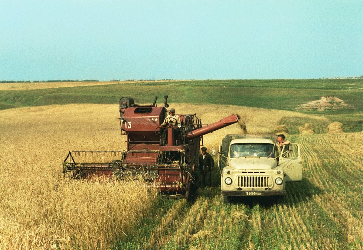 Все колхозы района продали государству зерно сверх плана колхоз рассвет