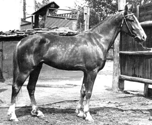 Кавычка (Вельбот - Катушка), дербистка 1945г.