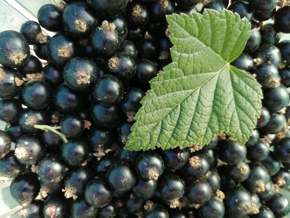 Фото из архива автора.