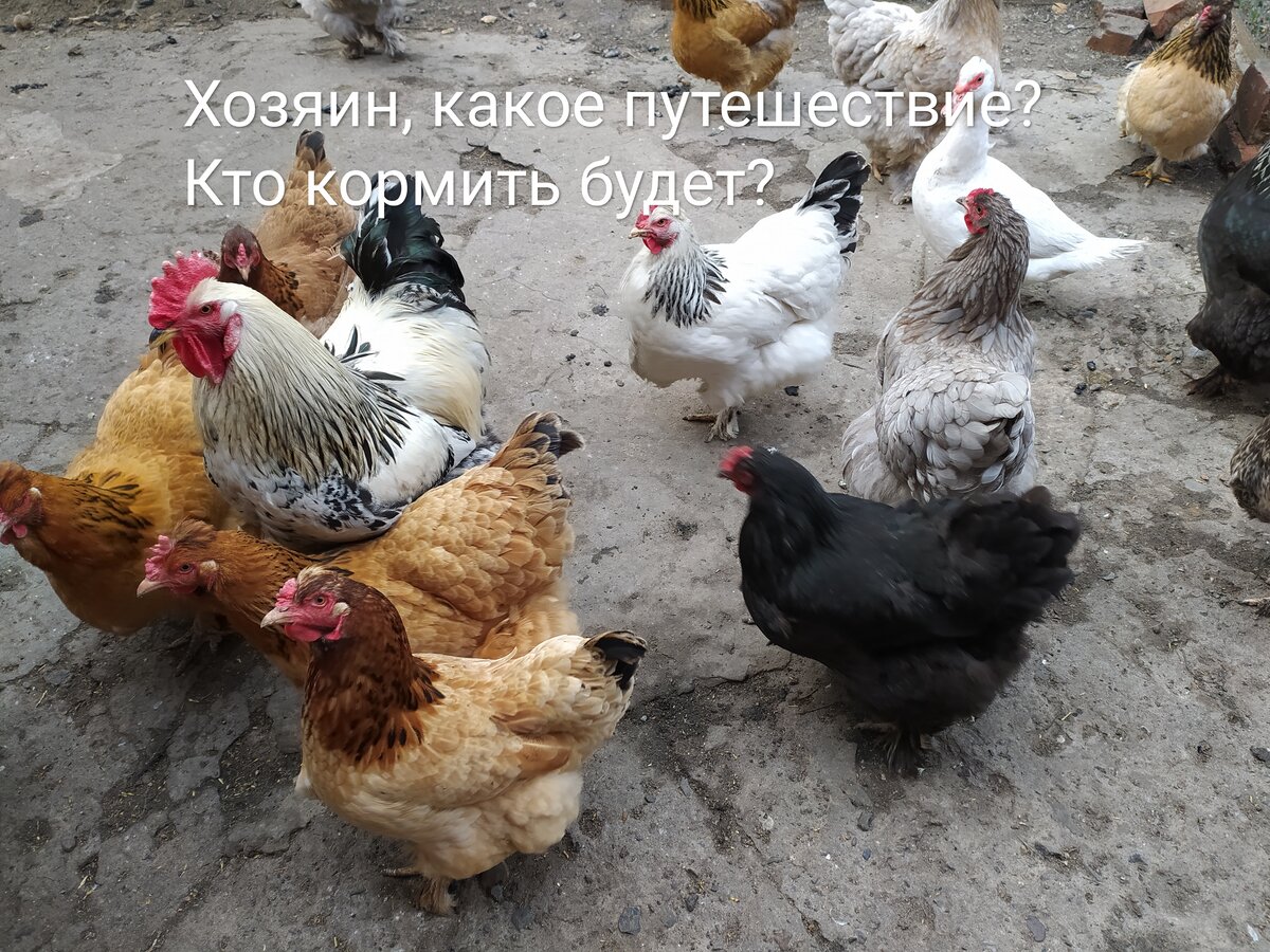 Фото автора Наши куры 