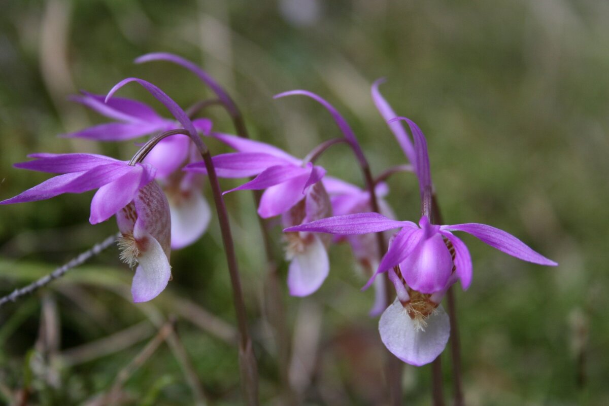 Калипсо луковичная Calypso bulbosa