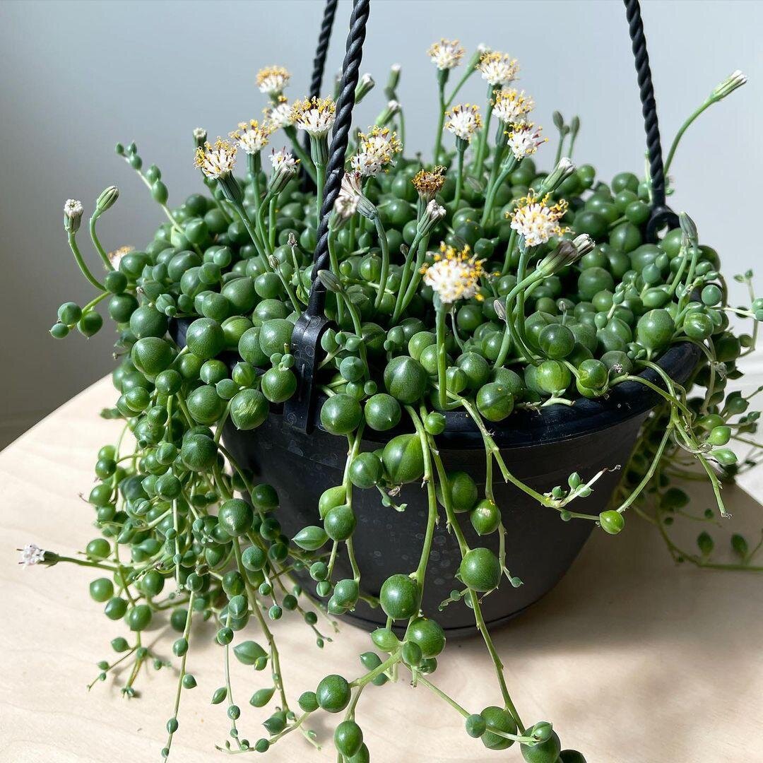 @justletitgrow