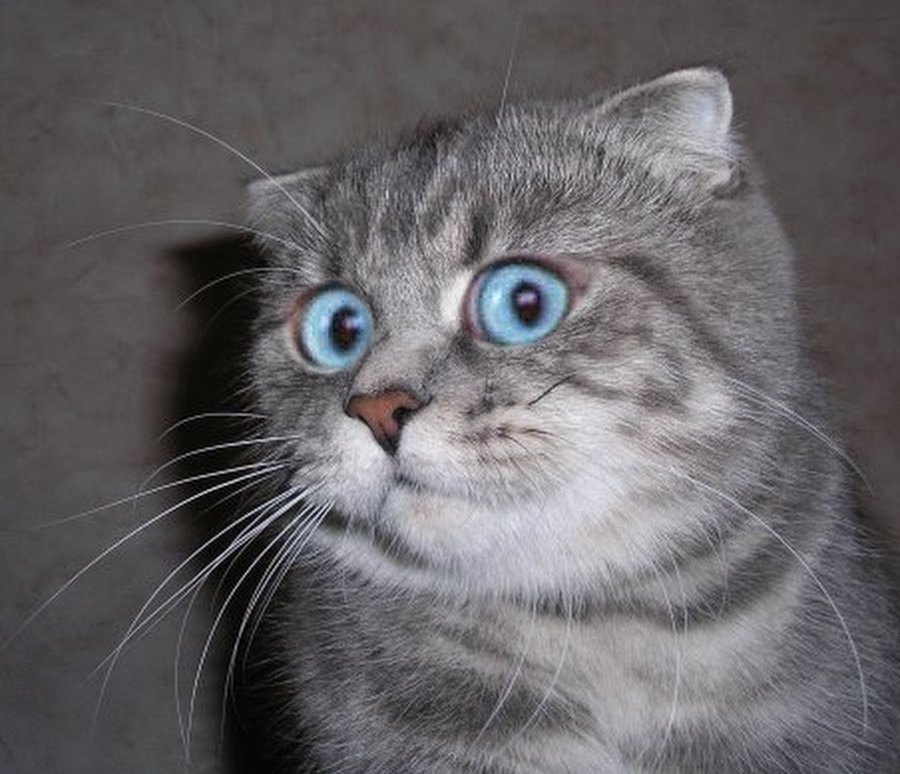 Изображение из открытых источников