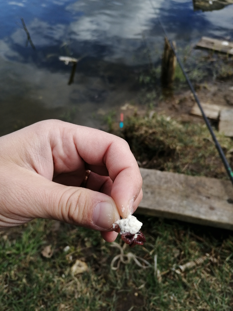 Бутерброд из манной болтушка и червяка. Болтушкой скрыл пружину, что бы осторожный карась не беспокоится и кушал) 