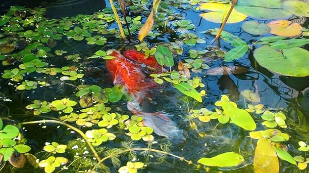 Рис.1 Нерест золотых рыбок в прудике среди кувшинок, частух, рдестов, урути и лимнобиума