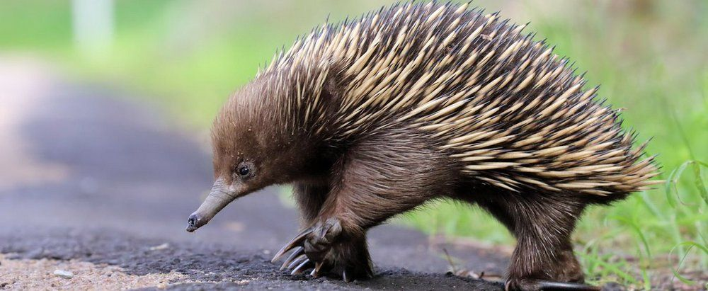 У этой ехидны видно довольно длинные коготки. Фото с ресурсов Google.