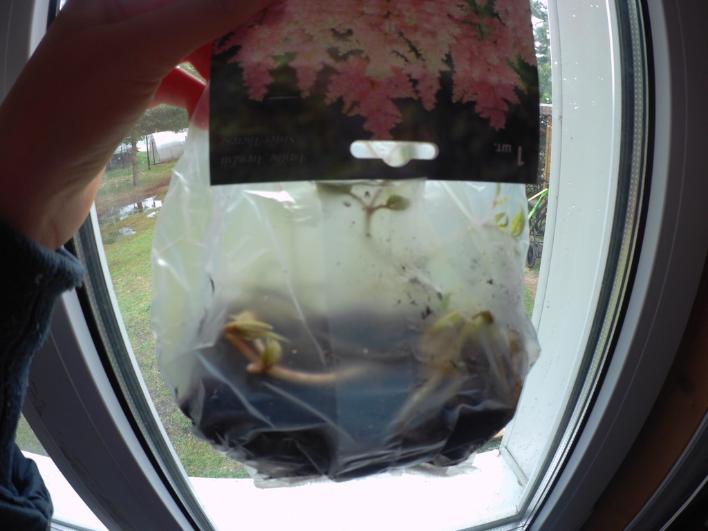 Оказалось, Астильба проросла! В пакете!