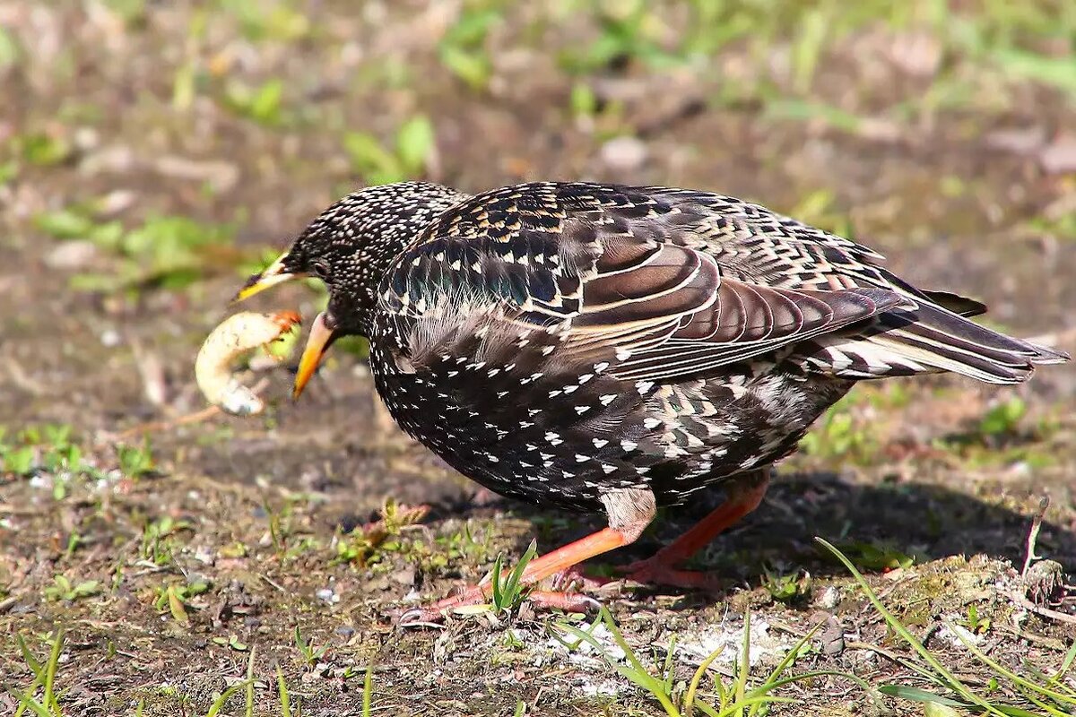 Птицы. Дрозд рябинник жимолость. Рябинник дрозд ягоды боярышник. Птицы в саду. Горихвостка зяблик зарянка.