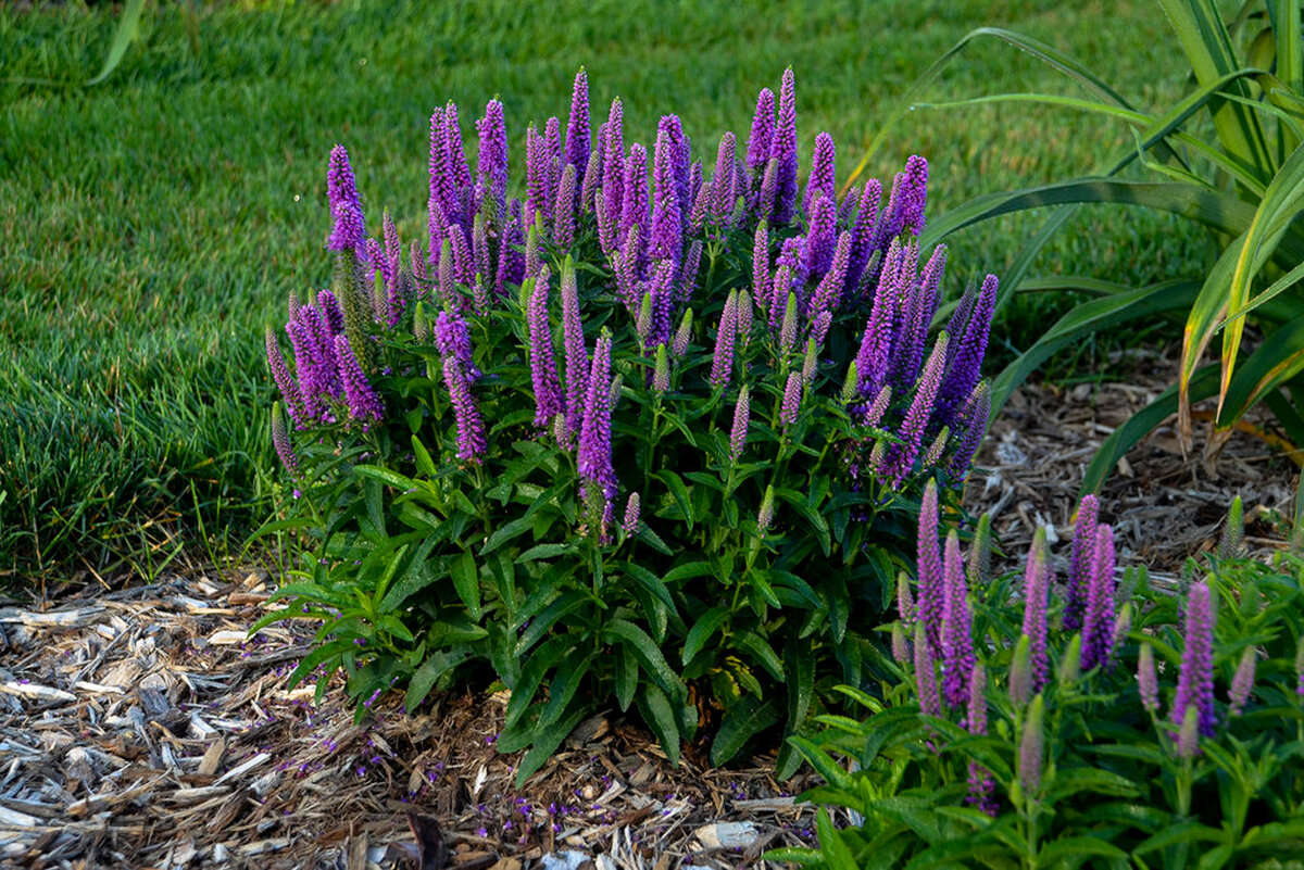 Veronica longifolia Speedwell растение