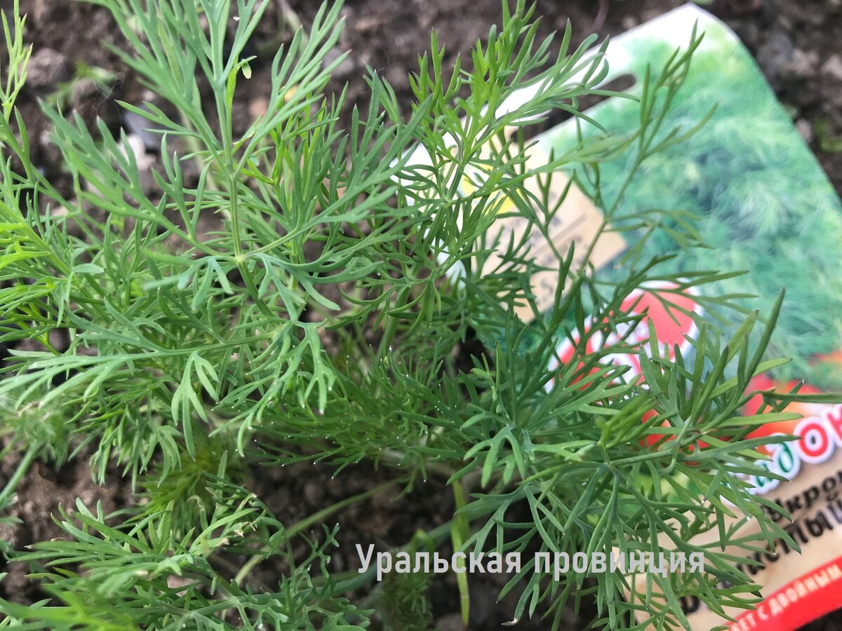 Укроп в этом году