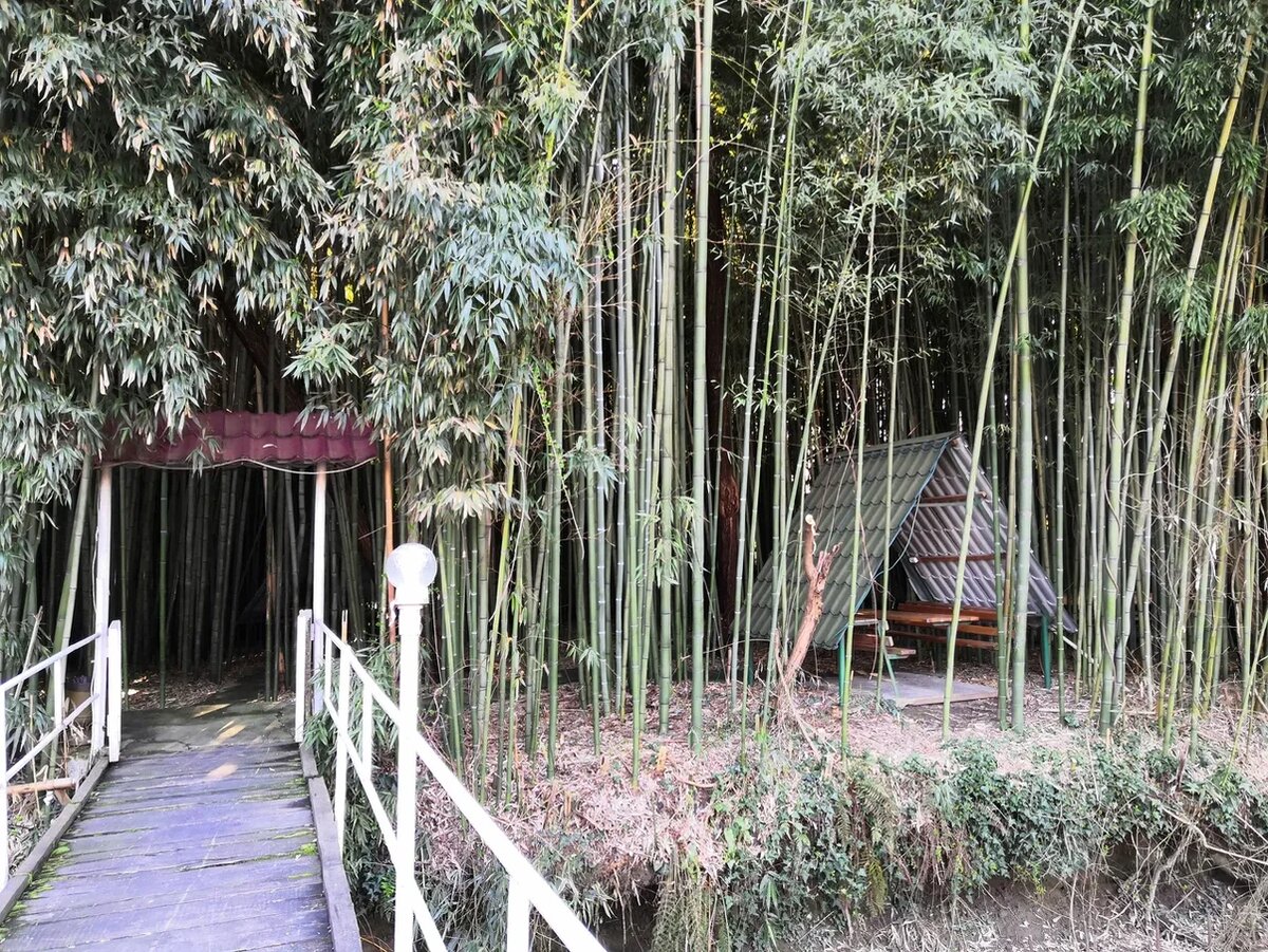 Кафе Бамбуки. Мы на летней террасе, а в бамбуках есть уютные беседки. Должно быть там очень комфортно в жару.