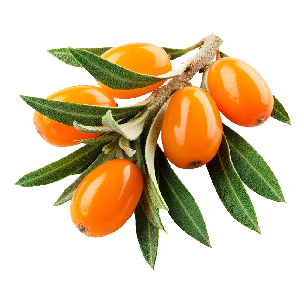 Sea-Buckthorn Berries. Облепиха. Ягоды облепихи. Облепиха на белом фоне.