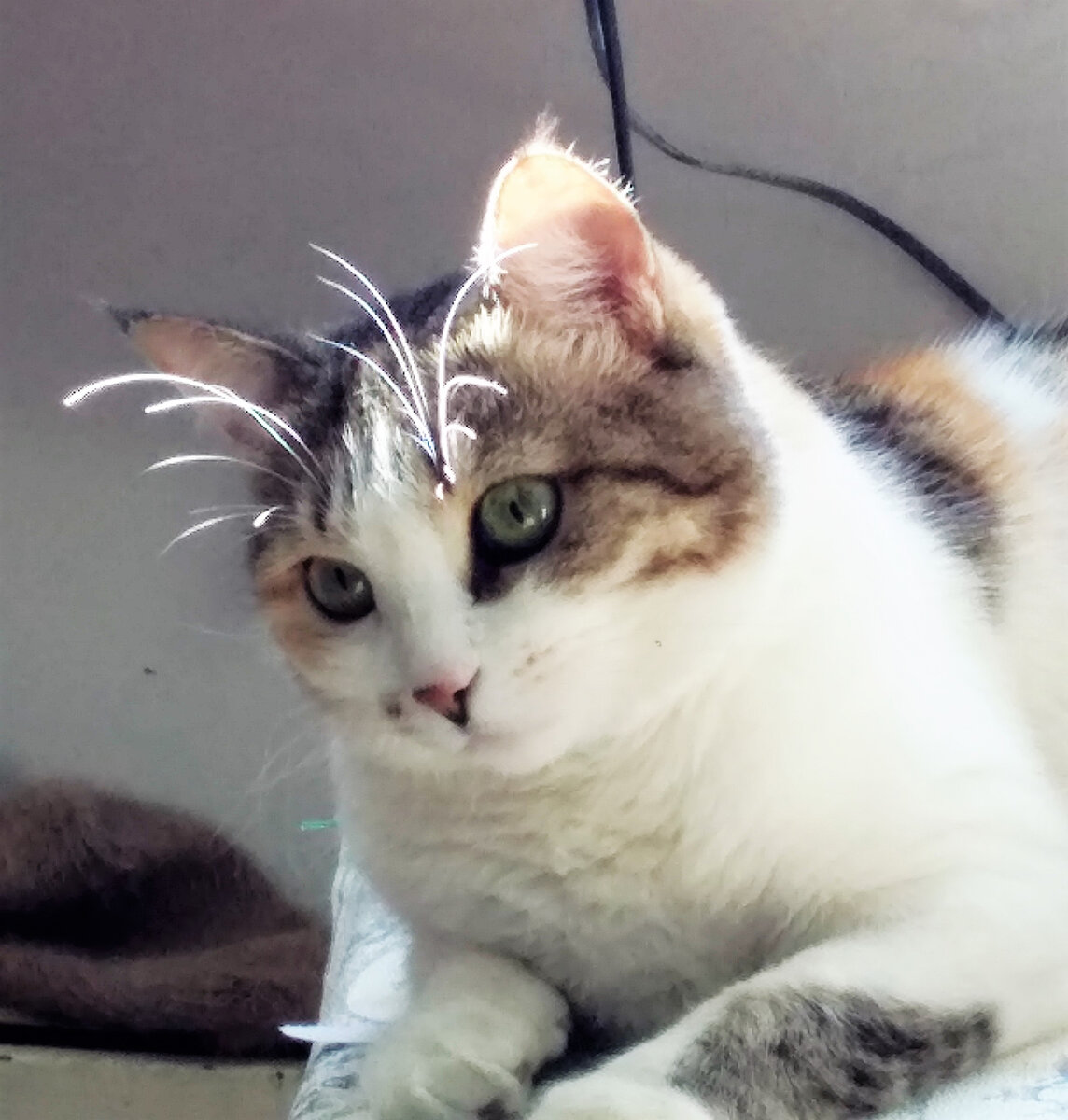 За фото Фроси благодарю Лилию ЗАМОТАЕВУ)