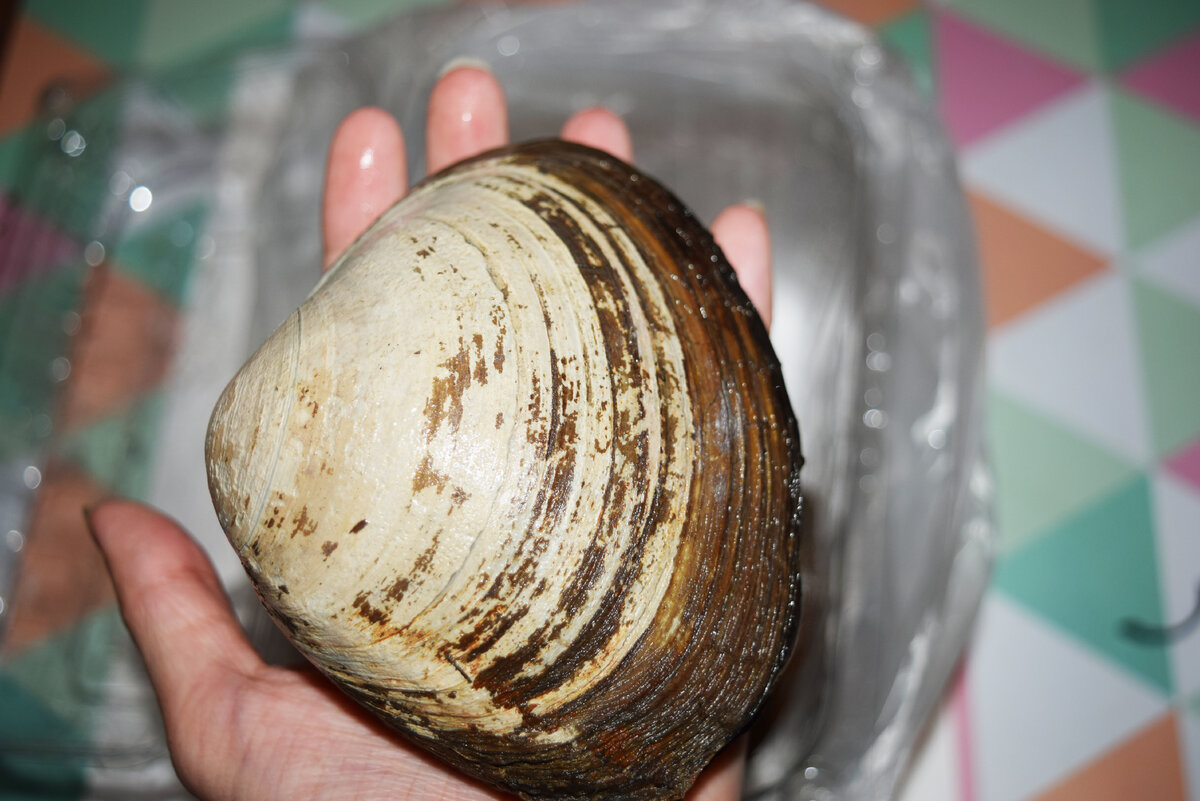 Огромная ракушка