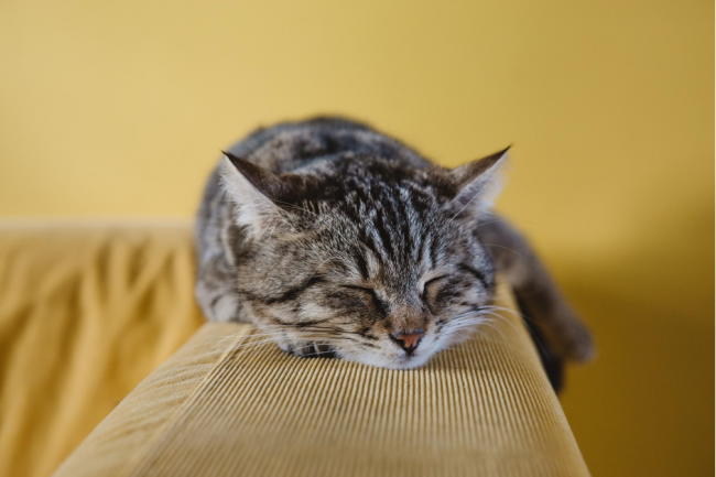 По мнению ветеринаров, самой частой причиной гибели взрослых котов является мочекаменная болезнь.-2