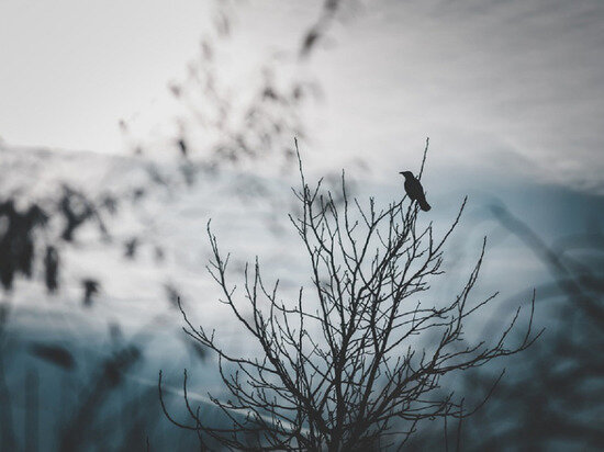 ФОТО: PIXABAY.COM