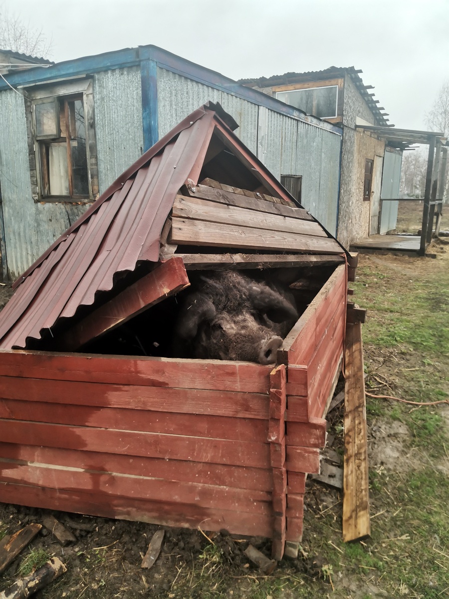 Погребенный под завалами Бэкон