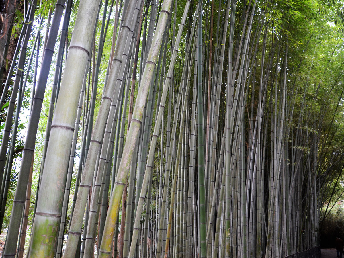 Big bamboo ranura en línea