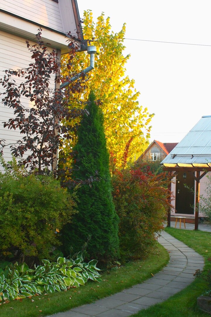 Фото из моего сада с разницей почти в 20 лет