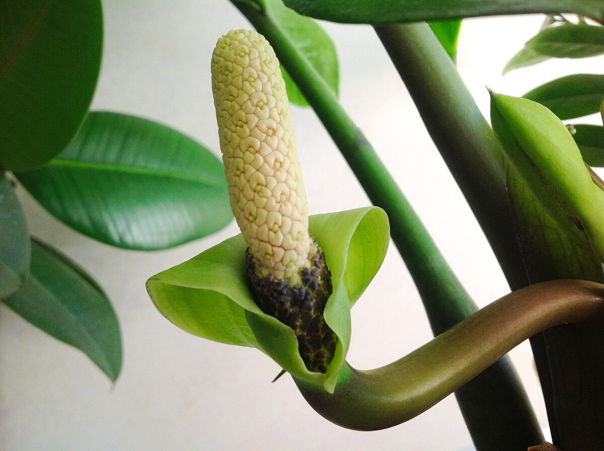 Пример цветения замиокулькаса. Фото с сайта https://vsegda-pomnim.com/