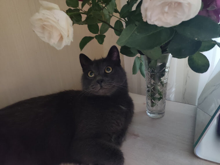 ЧТО МОЖЕТ БЫТЬ ЛУЧШЕ ГРЕЯ И РОЗ?