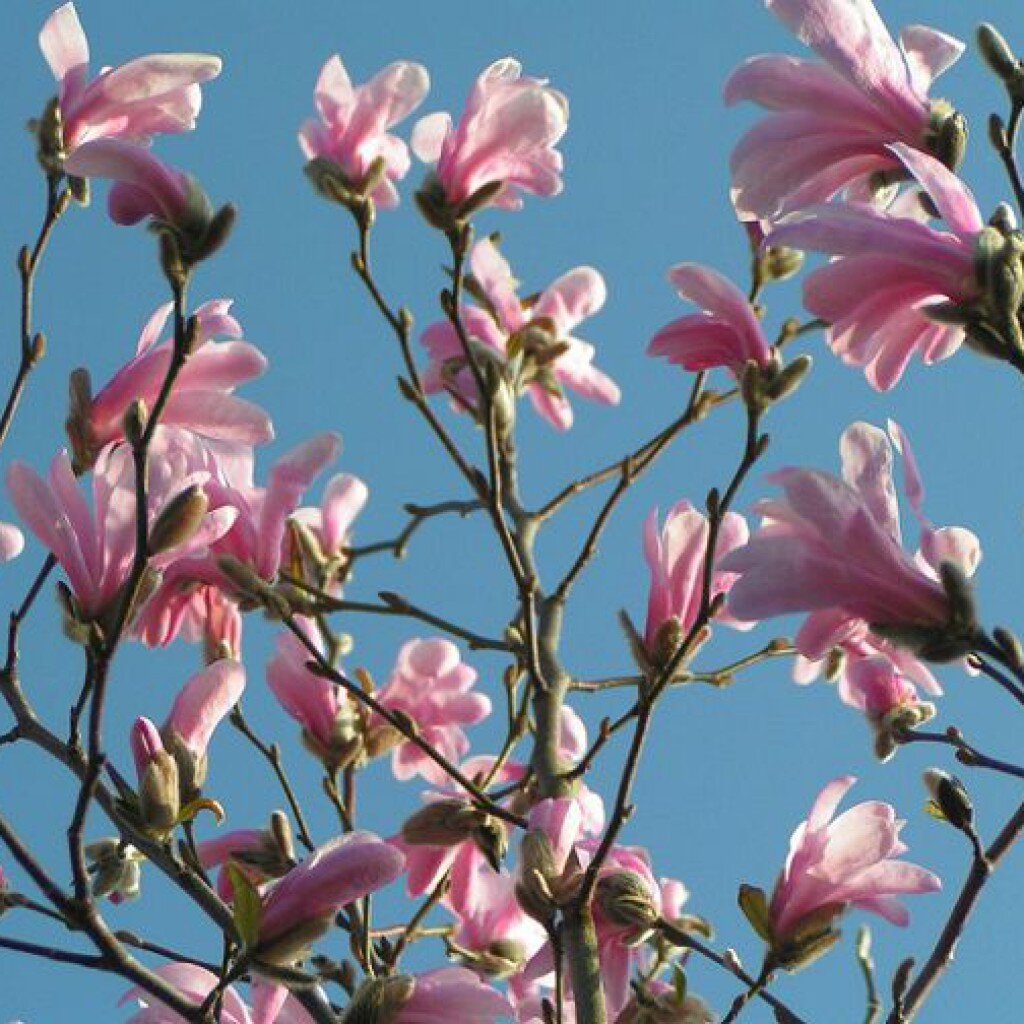 Магнолия стеллата фото. Магнолия стеллата Розеа. Магнолия звездчатая Розеа. Магнолия Ватерлили. Магнолия звездчатая Розеа (Magnolia stellata rosea).