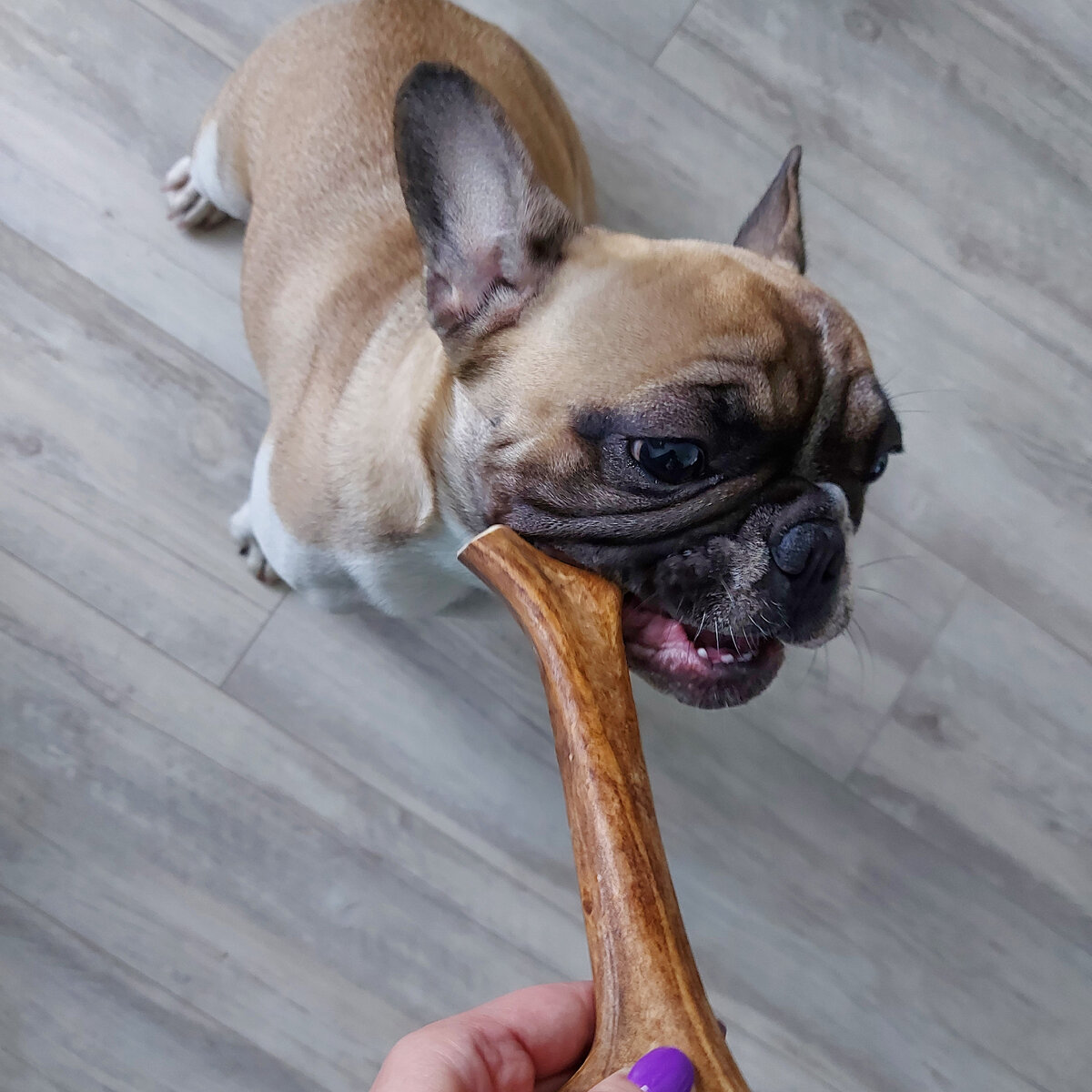 Собака и олений рог