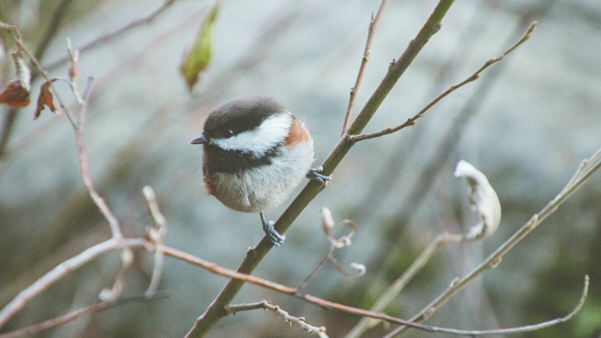     В честь этого российского экологического праздника зоосад «Приамурский» имени В. П. Сысоева провел краевой инклюзивный конкурс-акцию «Подкормите птичек, друзья! Синичку, поползня, воробья…».