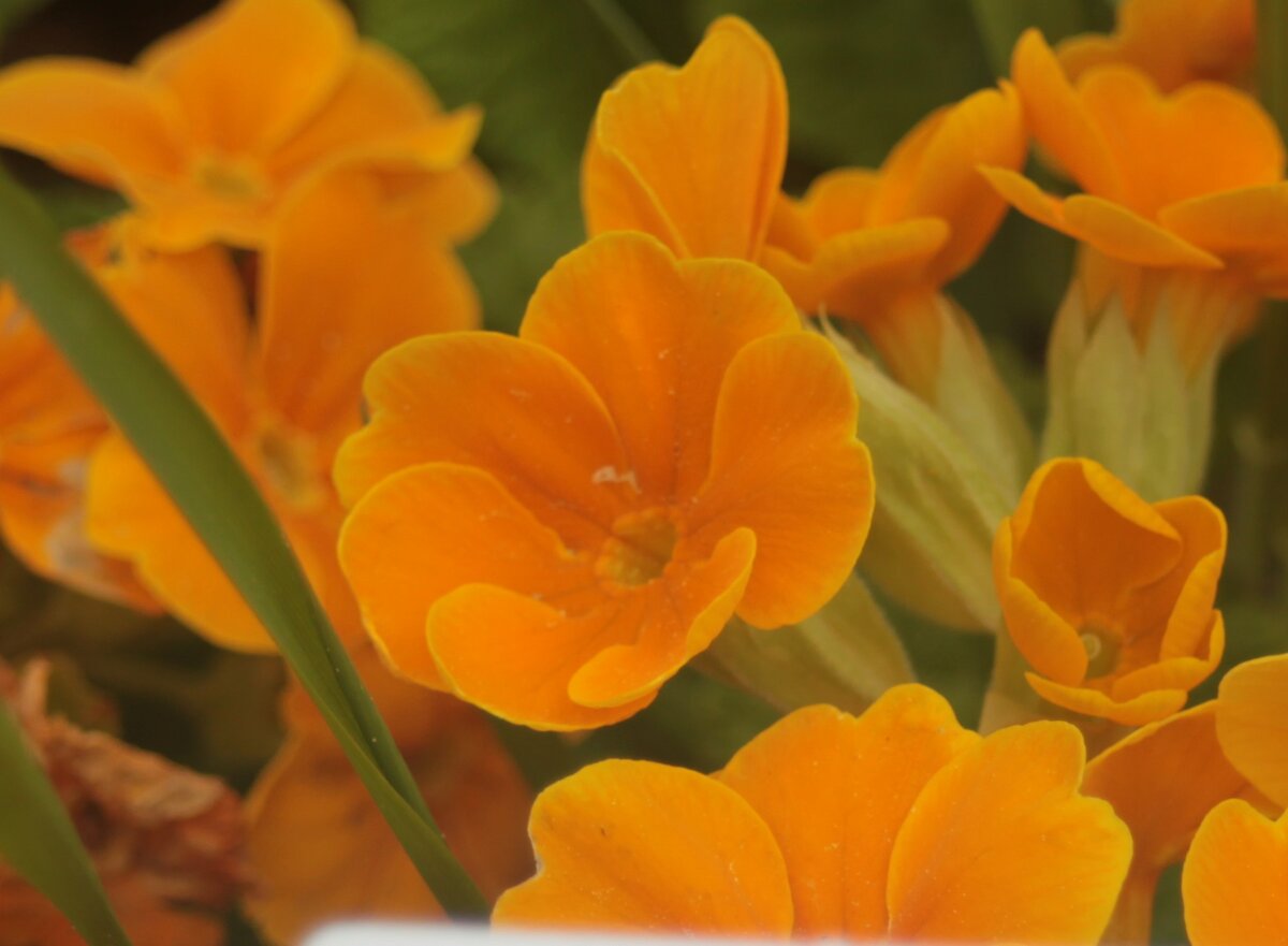 Цветок всегда оранжевый