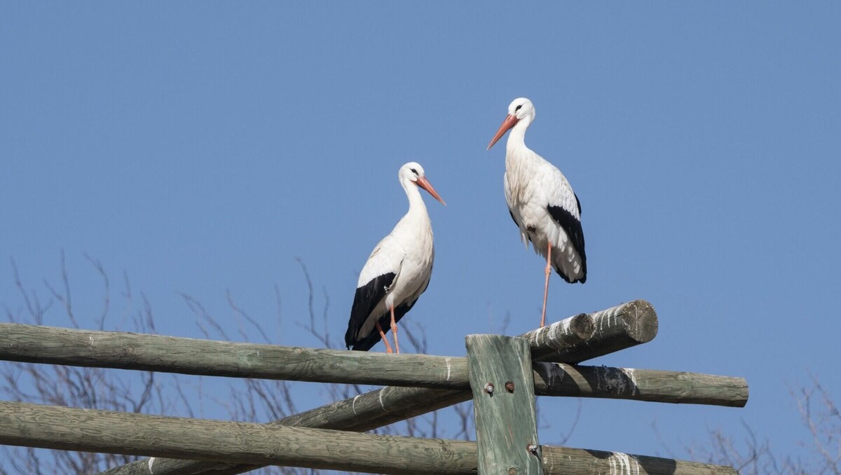     Об экологическом внутреннем туризме говорили на общественном экологическом совете. Очередное заседание прошло по инициативе департамента природных ресурсов правительства ЕАО.