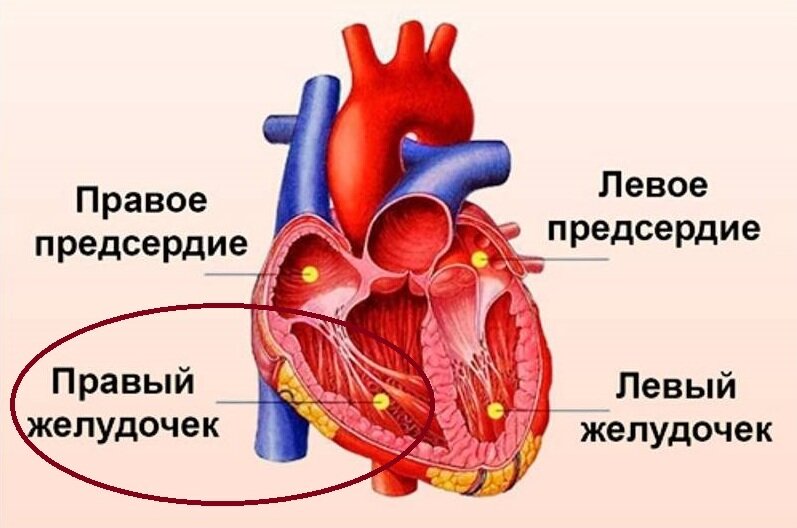 Стенки левого предсердия