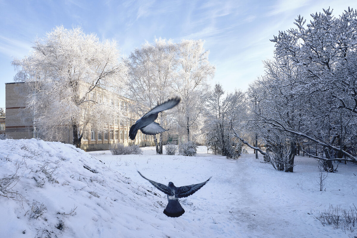 Зимующие птицы Кыргызстана голубь. Что едят птицы зимой. Голубино зима. Как зимуют голуби интересные факты. Орел сизокрылый всем птицам