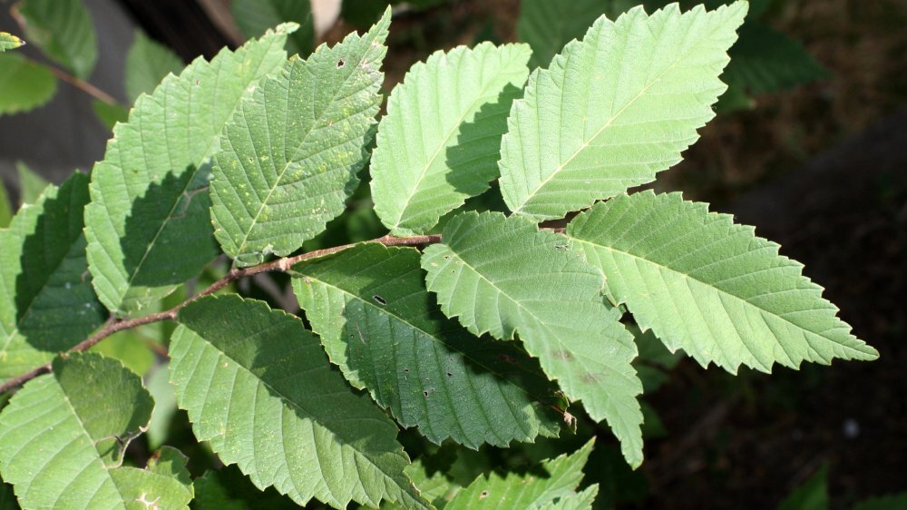 Вяз приземистый Ulmus pumila. Вяз мелколистный карагач. Вяз листоватый листья.